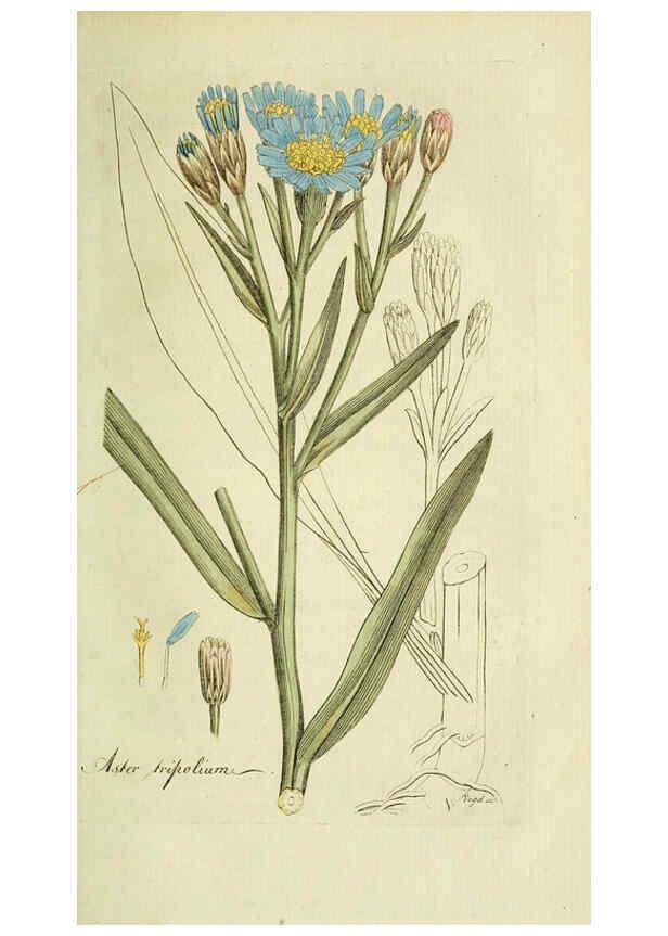 Reproducción/Reproduction 6033189082: Flora Europaea inchoata. fasc.1-7. Norimbergae :Ex Officina Raspeana,1797-1811