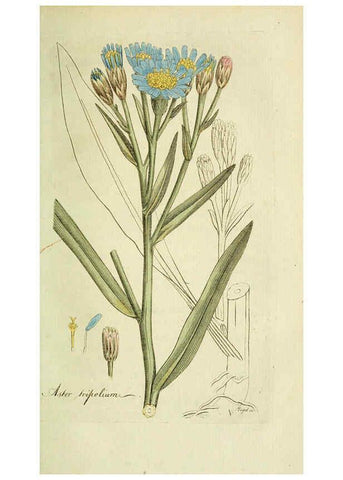 Reproducción/Reproduction 6033189082: Flora Europaea inchoata. fasc.1-7. Norimbergae :Ex Officina Raspeana,1797-1811