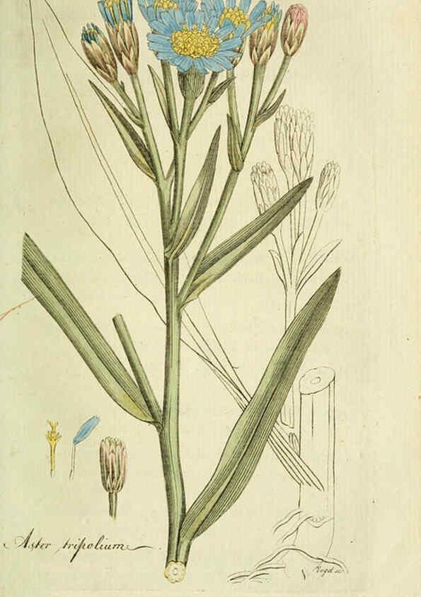 Reproducción/Reproduction 6033189082: Flora Europaea inchoata. fasc.1-7. Norimbergae :Ex Officina Raspeana,1797-1811