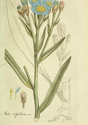 Reproducción/Reproduction 6033189082: Flora Europaea inchoata. fasc.1-7. Norimbergae :Ex Officina Raspeana,1797-1811