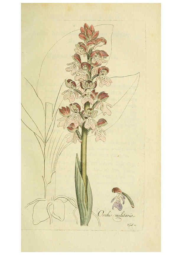 Reproducción/Reproduction 6033189276: Flora Europaea inchoata. fasc.1-7. Norimbergae :Ex Officina Raspeana,1797-1811