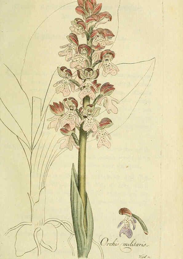 Reproducción/Reproduction 6033189276: Flora Europaea inchoata. fasc.1-7. Norimbergae :Ex Officina Raspeana,1797-1811