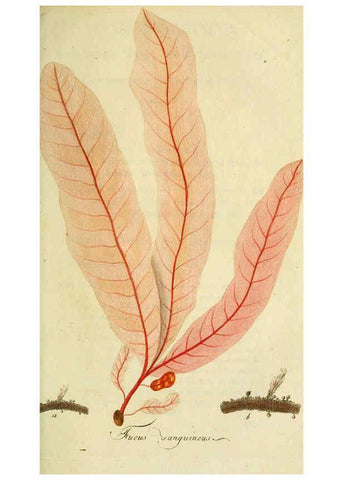 Reproducción/Reproduction 6033189616: Flora Europaea inchoata. fasc.1-7. Norimbergae :Ex Officina Raspeana,1797-1811