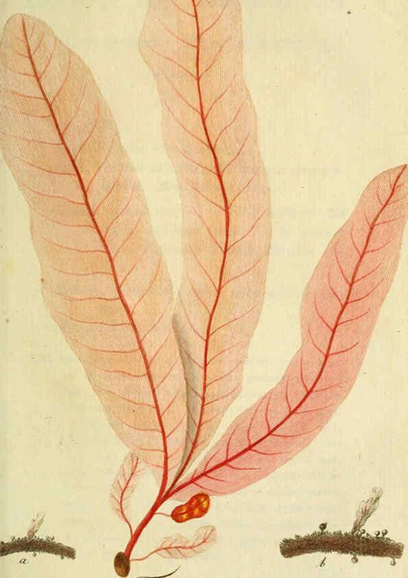 Reproducción/Reproduction 6033189616: Flora Europaea inchoata. fasc.1-7. Norimbergae :Ex Officina Raspeana,1797-1811