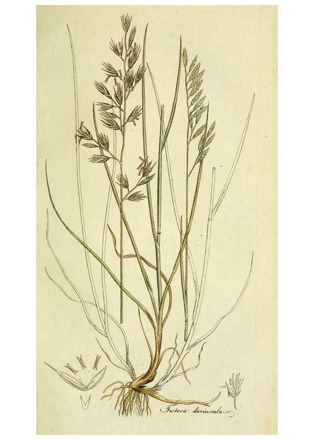 Reproducción/Reproduction 6032631429: Flora Europaea inchoata. fasc.1-7. Norimbergae :Ex Officina Raspeana,1797-1811