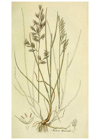 Reproducción/Reproduction 6032631429: Flora Europaea inchoata. fasc.1-7. Norimbergae :Ex Officina Raspeana,1797-1811