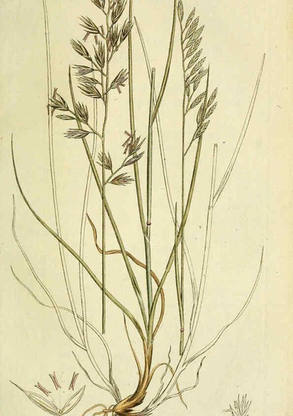 Reproducción/Reproduction 6032631429: Flora Europaea inchoata. fasc.1-7. Norimbergae :Ex Officina Raspeana,1797-1811
