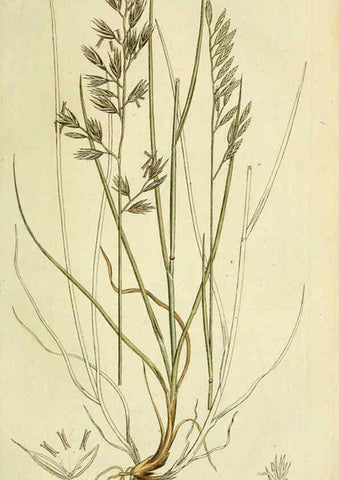Reproducción/Reproduction 6032631429: Flora Europaea inchoata. fasc.1-7. Norimbergae :Ex Officina Raspeana,1797-1811