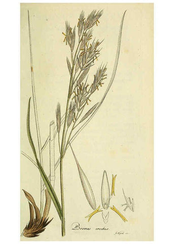 Reproducción/Reproduction 6033190216: Flora Europaea inchoata. fasc.1-7. Norimbergae :Ex Officina Raspeana,1797-1811
