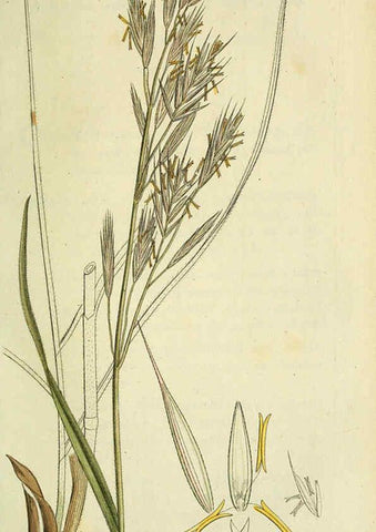 Reproducción/Reproduction 6033190216: Flora Europaea inchoata. fasc.1-7. Norimbergae :Ex Officina Raspeana,1797-1811