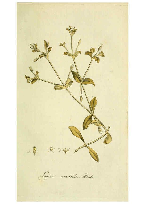 Reproducción/Reproduction 6033190510: Flora Europaea inchoata. fasc.1-7. Norimbergae :Ex Officina Raspeana,1797-1811