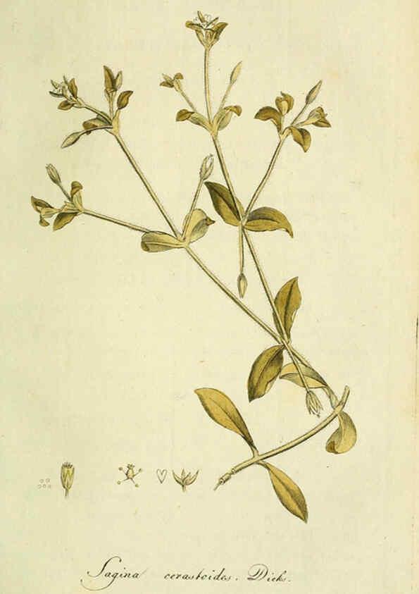 Reproducción/Reproduction 6033190510: Flora Europaea inchoata. fasc.1-7. Norimbergae :Ex Officina Raspeana,1797-1811