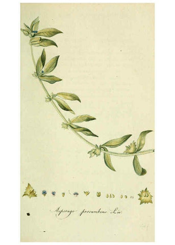 Reproducción/Reproduction 6032632271: Flora Europaea inchoata. fasc.1-7. Norimbergae :Ex Officina Raspeana,1797-1811