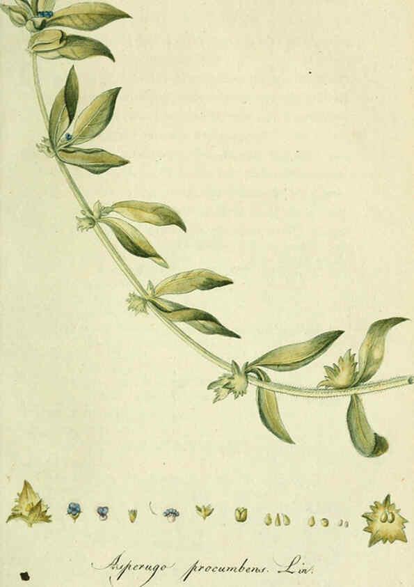 Reproducción/Reproduction 6032632271: Flora Europaea inchoata. fasc.1-7. Norimbergae :Ex Officina Raspeana,1797-1811