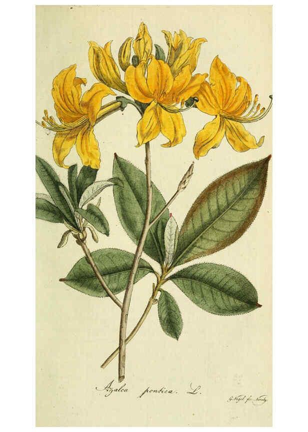 Reproducción/Reproduction 6033191072: Flora Europaea inchoata. fasc.1-7. Norimbergae :Ex Officina Raspeana,1797-1811