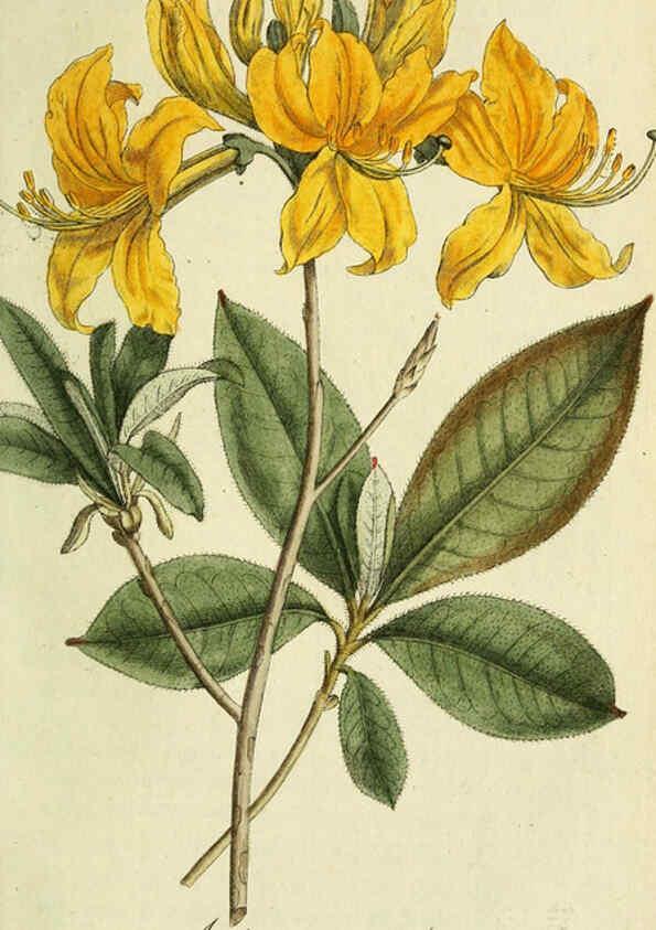 Reproducción/Reproduction 6033191072: Flora Europaea inchoata. fasc.1-7. Norimbergae :Ex Officina Raspeana,1797-1811