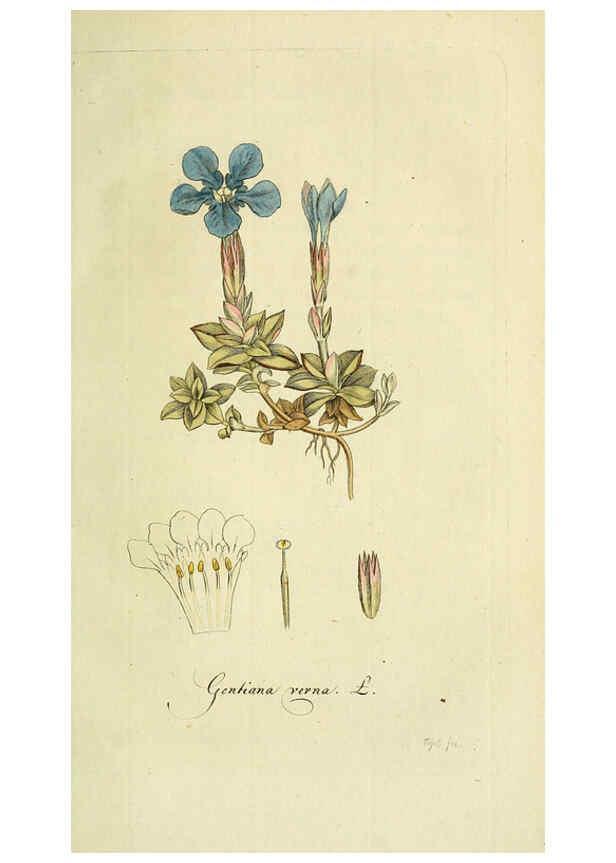 Reproducción/Reproduction 6033191366: Flora Europaea inchoata. fasc.1-7. Norimbergae :Ex Officina Raspeana,1797-1811