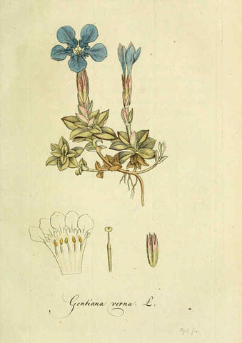 Reproducción/Reproduction 6033191366: Flora Europaea inchoata. fasc.1-7. Norimbergae :Ex Officina Raspeana,1797-1811
