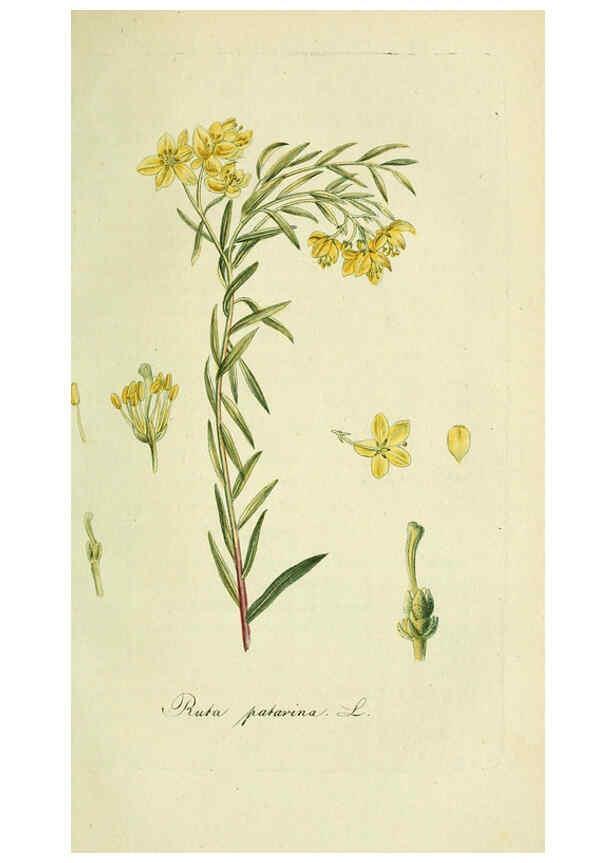 Reproducción/Reproduction 6032633189: Flora Europaea inchoata. fasc.1-7. Norimbergae :Ex Officina Raspeana,1797-1811