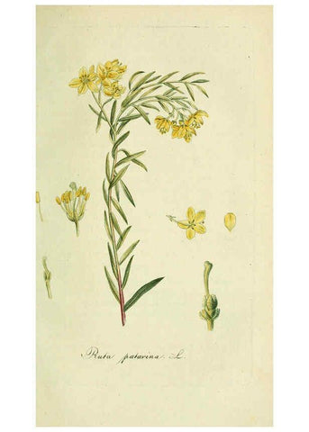 Reproducción/Reproduction 6032633189: Flora Europaea inchoata. fasc.1-7. Norimbergae :Ex Officina Raspeana,1797-1811