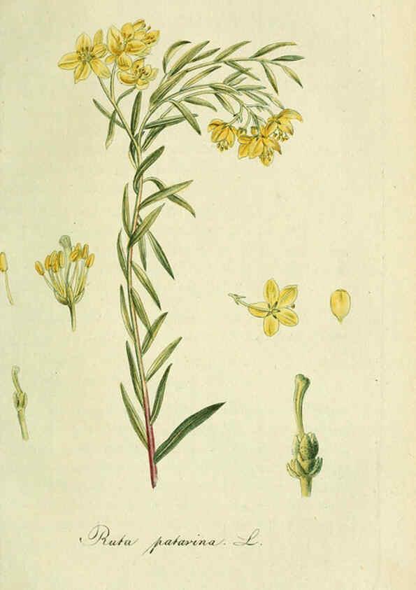 Reproducción/Reproduction 6032633189: Flora Europaea inchoata. fasc.1-7. Norimbergae :Ex Officina Raspeana,1797-1811