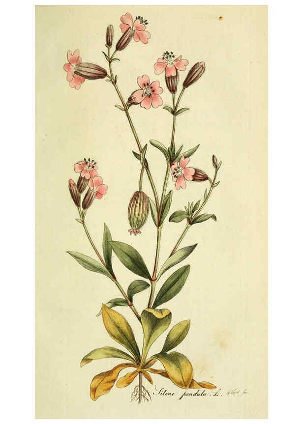 Reproducción/Reproduction 6032633683: Flora Europaea inchoata. fasc.1-7. Norimbergae :Ex Officina Raspeana,1797-1811