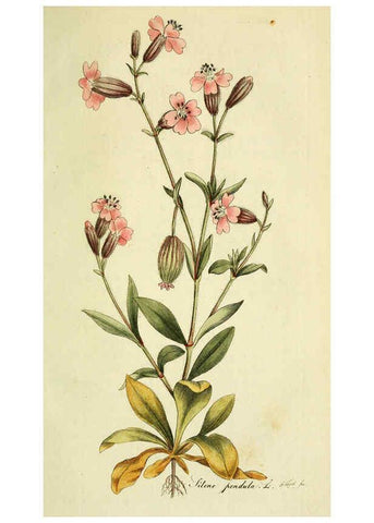 Reproducción/Reproduction 6032633683: Flora Europaea inchoata. fasc.1-7. Norimbergae :Ex Officina Raspeana,1797-1811
