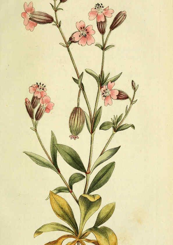 Reproducción/Reproduction 6032633683: Flora Europaea inchoata. fasc.1-7. Norimbergae :Ex Officina Raspeana,1797-1811