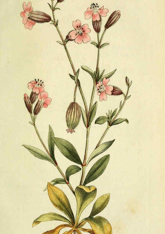 Reproducción/Reproduction 6032633683: Flora Europaea inchoata. fasc.1-7. Norimbergae :Ex Officina Raspeana,1797-1811
