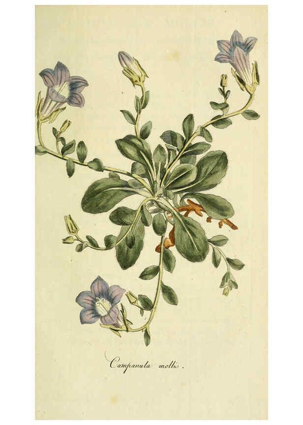 Reproducción/Reproduction 6032634253: Flora Europaea inchoata. fasc.1-7. Norimbergae :Ex Officina Raspeana,1797-1811
