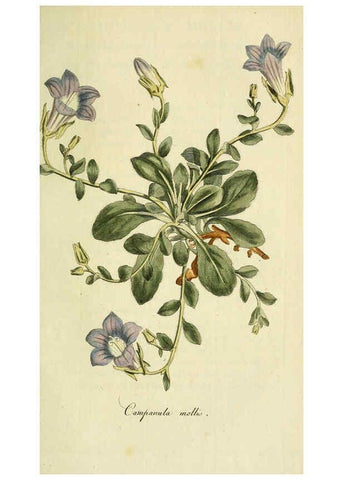 Reproducción/Reproduction 6032634253: Flora Europaea inchoata. fasc.1-7. Norimbergae :Ex Officina Raspeana,1797-1811