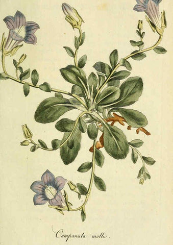 Reproducción/Reproduction 6032634253: Flora Europaea inchoata. fasc.1-7. Norimbergae :Ex Officina Raspeana,1797-1811