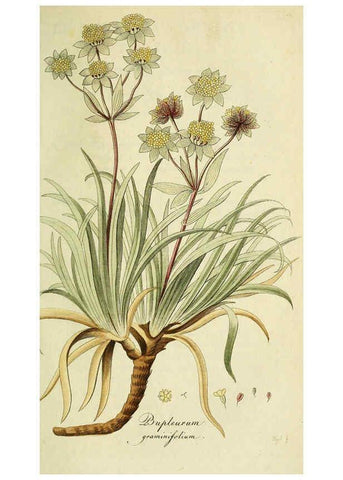 Reproducción/Reproduction 6033193040: Flora Europaea inchoata. fasc.1-7. Norimbergae :Ex Officina Raspeana,1797-1811