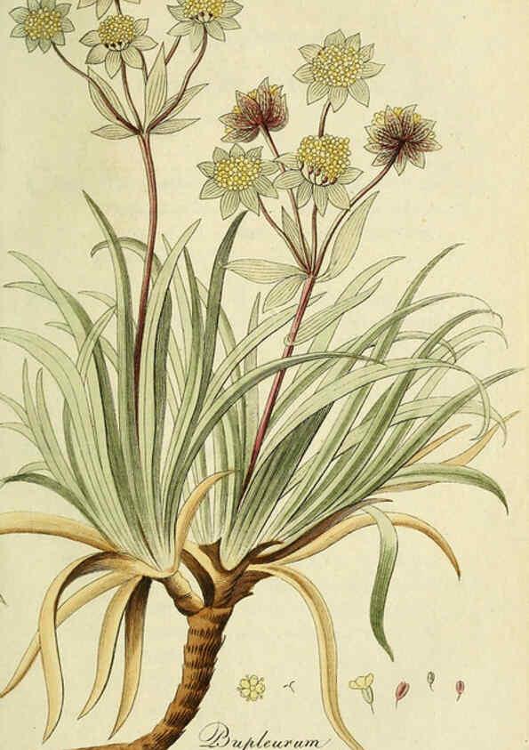 Reproducción/Reproduction 6033193040: Flora Europaea inchoata. fasc.1-7. Norimbergae :Ex Officina Raspeana,1797-1811
