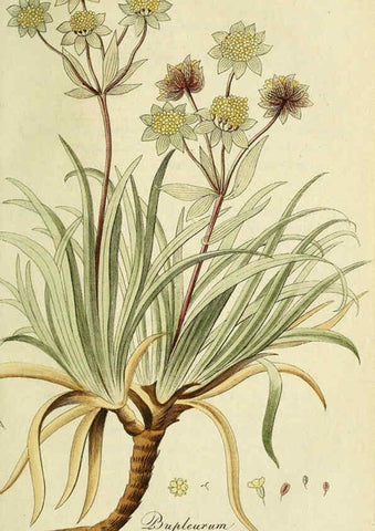 Reproducción/Reproduction 6033193040: Flora Europaea inchoata. fasc.1-7. Norimbergae :Ex Officina Raspeana,1797-1811