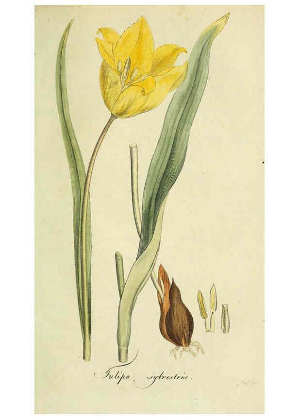 Reproducción/Reproduction 6033193402: Flora Europaea inchoata. fasc.1-7. Norimbergae :Ex Officina Raspeana,1797-1811