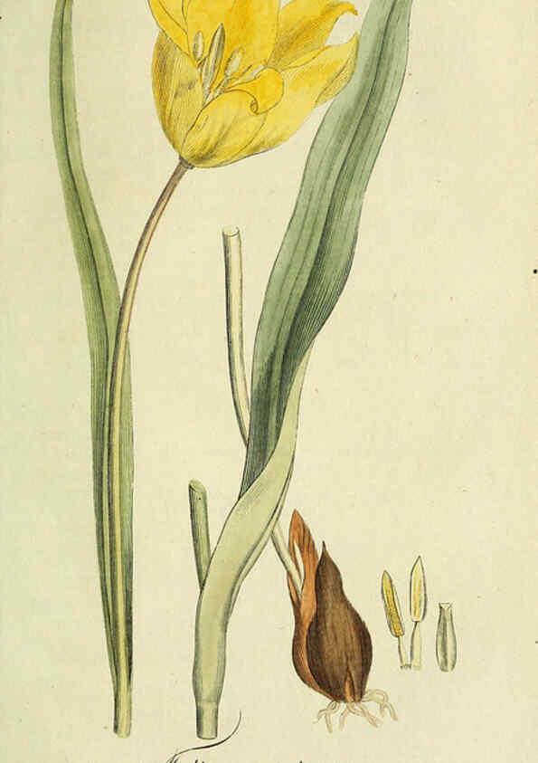 Reproducción/Reproduction 6033193402: Flora Europaea inchoata. fasc.1-7. Norimbergae :Ex Officina Raspeana,1797-1811