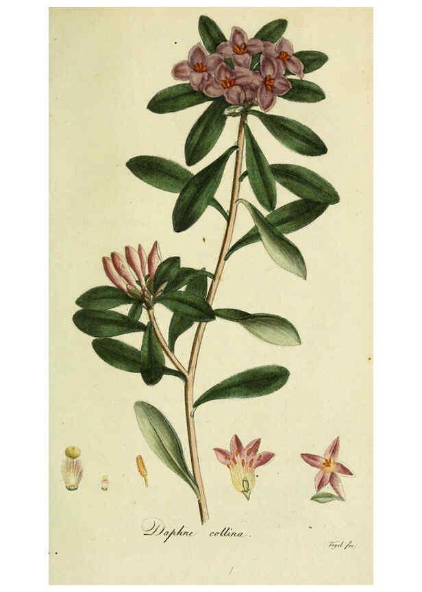 Reproducción/Reproduction 6032635099: Flora Europaea inchoata. fasc.1-7. Norimbergae :Ex Officina Raspeana,1797-1811