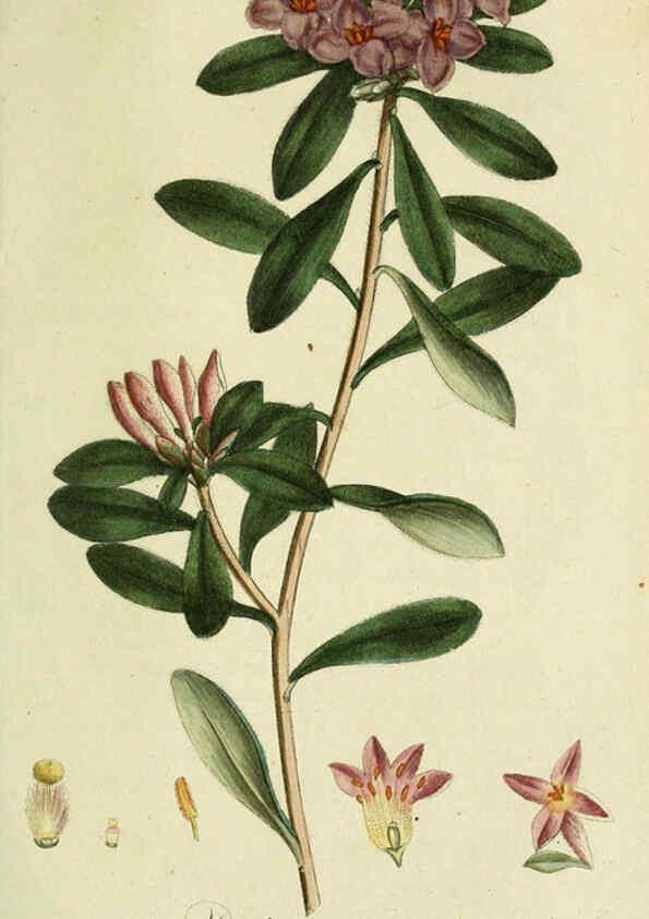 Reproducción/Reproduction 6032635099: Flora Europaea inchoata. fasc.1-7. Norimbergae :Ex Officina Raspeana,1797-1811