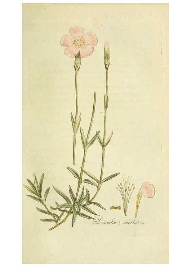 Reproducción/Reproduction 6033188730: Flora Europaea inchoata. fasc.1-7. Norimbergae :Ex Officina Raspeana,1797-1811