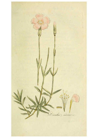Reproducción/Reproduction 6033188730: Flora Europaea inchoata. fasc.1-7. Norimbergae :Ex Officina Raspeana,1797-1811