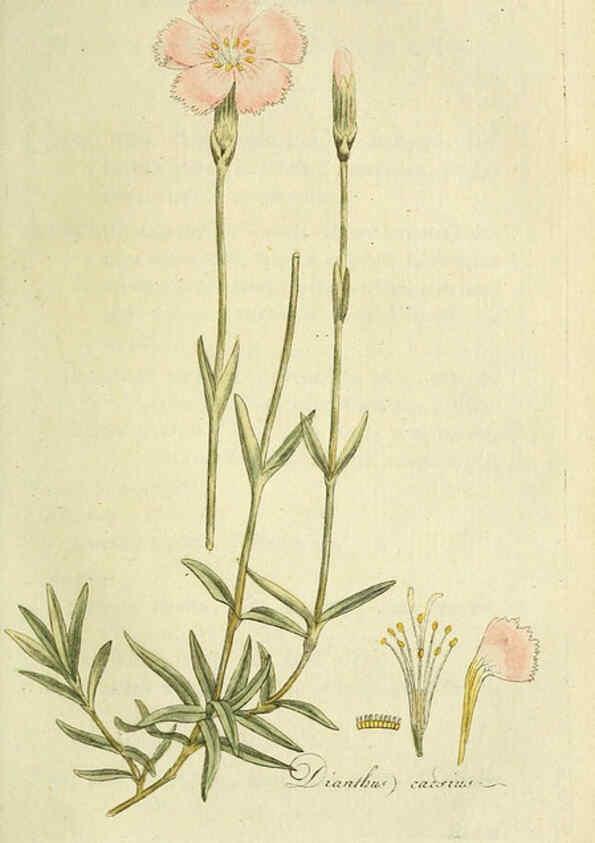 Reproducción/Reproduction 6033188730: Flora Europaea inchoata. fasc.1-7. Norimbergae :Ex Officina Raspeana,1797-1811