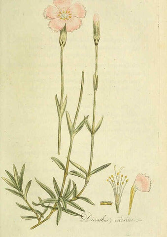 Reproducción/Reproduction 6033188730: Flora Europaea inchoata. fasc.1-7. Norimbergae :Ex Officina Raspeana,1797-1811