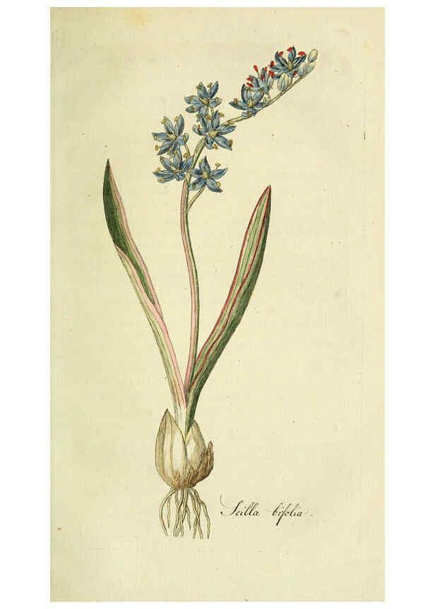 Reproducción/Reproduction 6033188482: Flora Europaea inchoata. fasc.1-7. Norimbergae :Ex Officina Raspeana,1797-1811