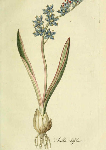 Reproducción/Reproduction 6033188482: Flora Europaea inchoata. fasc.1-7. Norimbergae :Ex Officina Raspeana,1797-1811