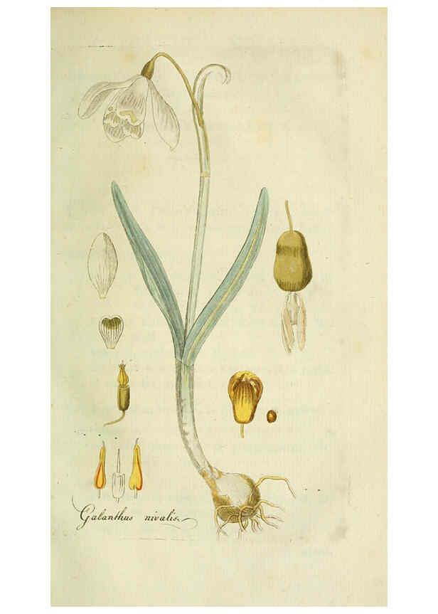 Reproducción/Reproduction 6033188138: Flora Europaea inchoata. fasc.1-7. Norimbergae :Ex Officina Raspeana,1797-1811