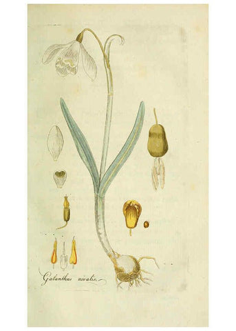 Reproducción/Reproduction 6033188138: Flora Europaea inchoata. fasc.1-7. Norimbergae :Ex Officina Raspeana,1797-1811
