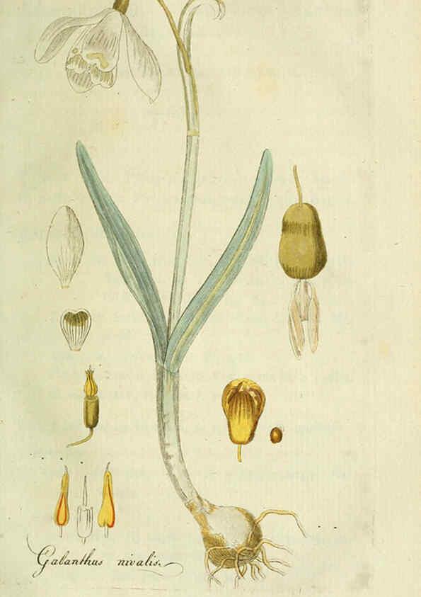 Reproducción/Reproduction 6033188138: Flora Europaea inchoata. fasc.1-7. Norimbergae :Ex Officina Raspeana,1797-1811