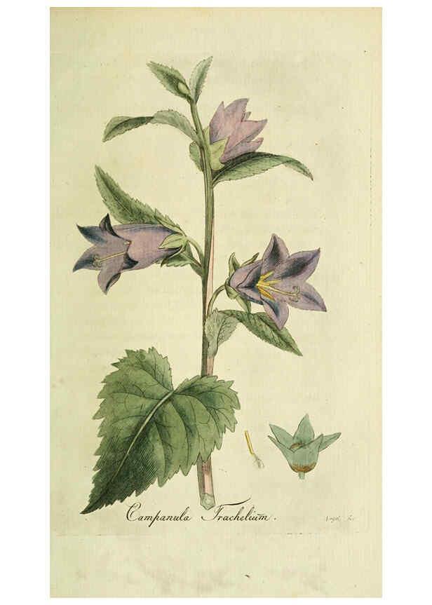 Reproducción/Reproduction 6033187616: Flora Europaea inchoata. fasc.1-7. Norimbergae :Ex Officina Raspeana,1797-1811