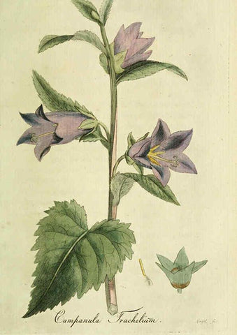 Reproducción/Reproduction 6033187616: Flora Europaea inchoata. fasc.1-7. Norimbergae :Ex Officina Raspeana,1797-1811